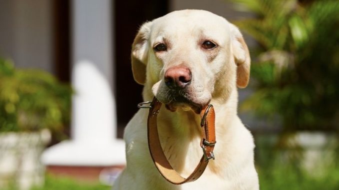 Hundehalsband: Worauf sollte man achten?
