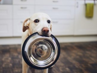 Hundefütterung: Die häufigsten Fehler