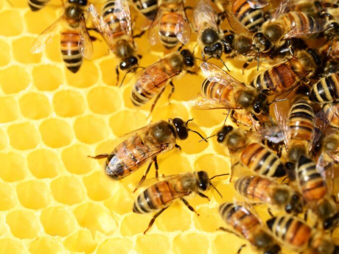 Die Kunst des Bienenhonigs: Herstellung und Vielfalt