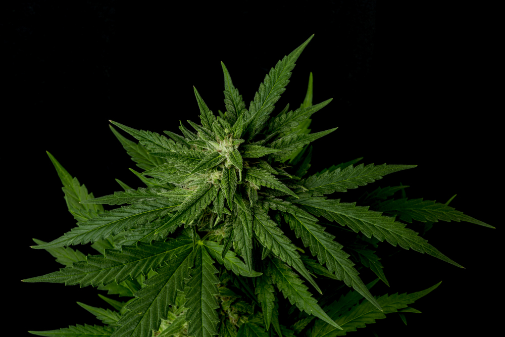 Bubba Kush CBD – Eine der beliebtesten CBD-Sorten im Detail
